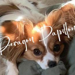 Papillons from Deragon Papillons