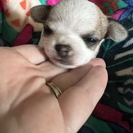 Peach - Sable spotted white female Chihuahua puppy in Palmyra, Indiana from Dog Bones N Harmony