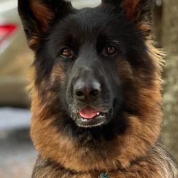 Georgia - German Shepherd