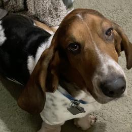 Bosco - Basset Hound