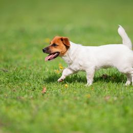 Russell Terrier Puppies from Frog Hollow Farm