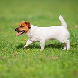 Russell Terrier Puppies from Frog Hollow Farm