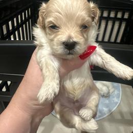 Makai - Apricot male Maltipoo puppy in Apple Valley, California from Boujeepups