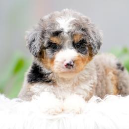 Mateo - Merle male Bernedoodle puppy in Spokane, Washington from Lilac City Doodles
