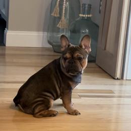 French Bulldog Puppies from Nuthin’ But Frenchies