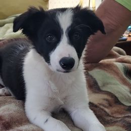 Border Collies and Old Time Scotch Collies from Pam Schreiber