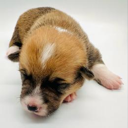 Eowyn - Red female Pembroke Welsh Corgi puppy in Aumsville, Oregon from West Coast Corgi