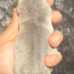 Baby boy, blue - Blue male French Bulldog puppy in Monterey, Louisiana from McaysKennels