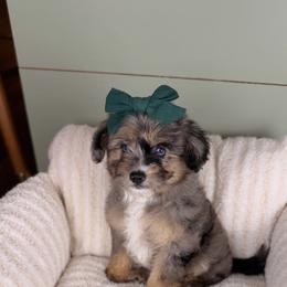 Cupcake BLUE EYES - female Australian Mountain Doodle puppy in Sweetwater, Florida from Sandy Snout Doodles