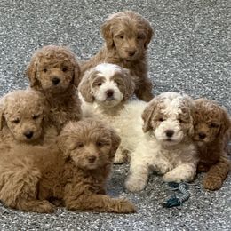 Coco - Parti female Goldendoodle puppy in Ankeny, Iowa from Iowadoodles2love