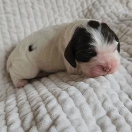 AKC UNO - Brown and white female Cocker Spaniel puppy in New Market, Tennessee from Down in the Holler