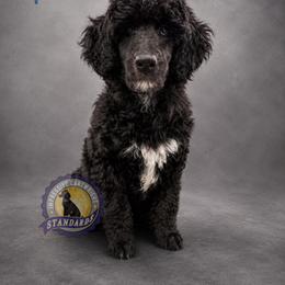 Poodle Puppies from Impressive Cartwright Standards
