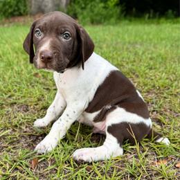 Jesse - Liver and white male German Shorthaired Pointer puppy in Georgia from CMC Farms