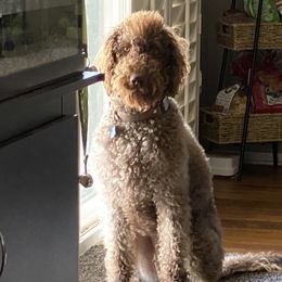 Coco  - Labradoodle