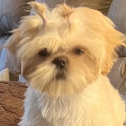 Loma - Shih Tzu