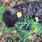 Bouvier des Flandres Puppies from Julie Smith