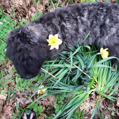 Bouvier des Flandres Puppies from Julie Smith