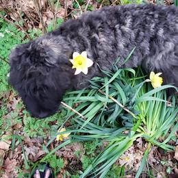 Bouvier des Flandres Puppies from Julie Smith