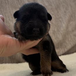 Girl 5 - Black and red female German Shepherd puppy in Battle Ground, Washington from Purebred Elite Shepherds