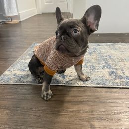 Haze - French Bulldog
