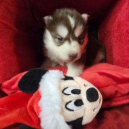 Ember - Red and white female Siberian Husky puppy in Kansas City, Missouri from Anuun's Huskies