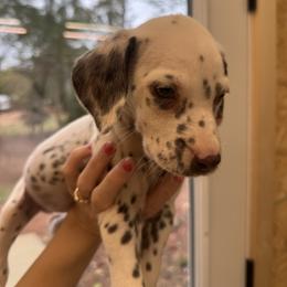Florida - White and liver brown female Dalmatian puppy in Bremen, Georgia from Clark’s Dalmatians