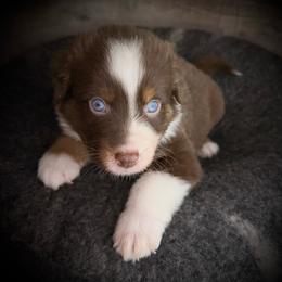Pueblo-Full tail and blue eyes likely - Red tri-color male Australian Shepherd puppy in Penrose, Colorado from Best Friend Aussies