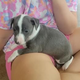 Girl 2 - Blue female Italian Greyhound puppy in Monticello, Florida from Lebeck Acres