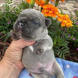 Boy 3 - Blue fawn male French Bulldog puppy in Jacksonville, Florida from Jacksonville Frenchies