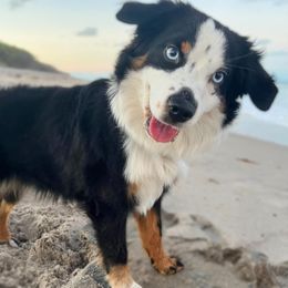 Panda - Toy Australian Shepherd