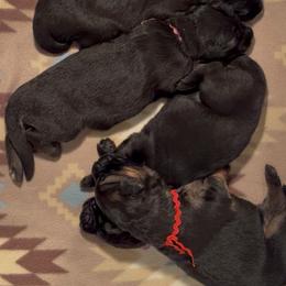 Girl 3 - Black female German Shepherd puppy in Valley Springs, South Dakota from Von Pasch German Shepherds