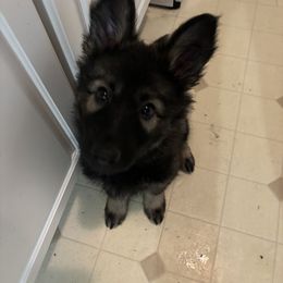 German Shepherd Puppies from Fancy GSDs