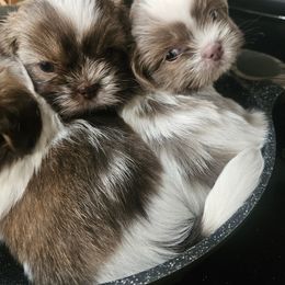 Shih Tzu and Vizsla Puppies from Kevin Hastings