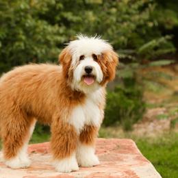Aussiedoodle, Australian Mountain Doodle, and Bernedoodle All Grown Up from Cottonwood Creek Doodles