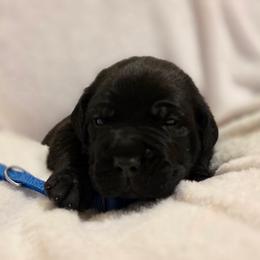 Dark Blue Collar - Black male Cane Corso puppy in Pylesville, Maryland from Safe Haven Cane Corso