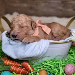 Trixie - Red  female Goldendoodle puppy in Woodburn, Indiana from DNLS Doodle Puppies