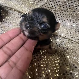 Baby Ruth - Black and tan female Yorkshire Terrier puppy in Keyser, West Virginia from Bella’s Yorkies