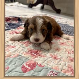 Girl 1 Aussie - Red female Miniature Australian Shepherd puppy in Pensacola, Florida from TNT MINI AUSSIES