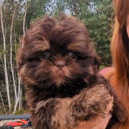 Chocolate dobie marked boy 2 - Chocolate and tan male Shih Tzu puppy in Amherst, Maine from McKayla Hairston