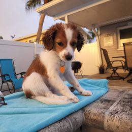 Nederlandse Kooikerhondje Puppies from Lenders Land