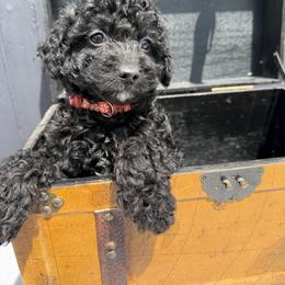 Melon paws - Black female Goldendoodle puppy in Rush, New York from Care Bear Puppies