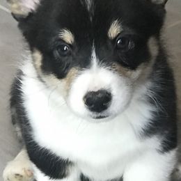 Pembroke Welsh Corgi Puppies from Siclair Crowns Corgis