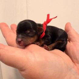 Koda - Black and tan male Yorkshire Terrier puppy in Georgia from Nalley Kennels