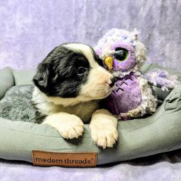 Australian Shepherd and Great Dane Puppies from AEW Farm