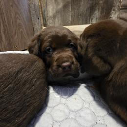 Pup 4 - Chocolate male Labrador Retriever puppy in Dartmouth, Massachusetts from Dolce Amore Labradors