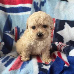 Simba - Cream male Poodle puppy in Mayville, Michigan from Kathy Maize