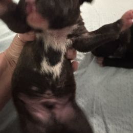 Romeo - Brindle male Boxer puppy in Searcy, Arkansas from St. John’s Boxer Butts