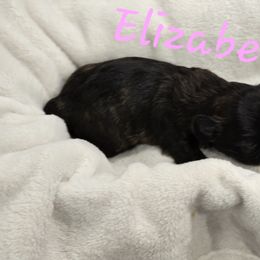 Elizabeth - Brown female Shichon puppy in Bradford, Ohio from Ted E. Bear Patch