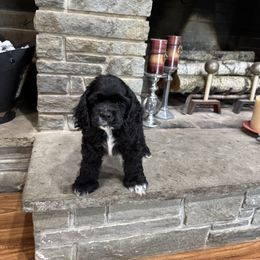 Cocker Spaniel Puppies from Camelot