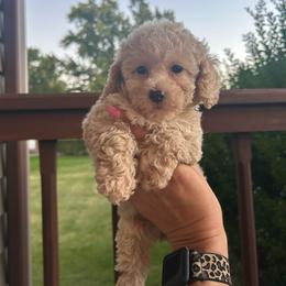 Nova - Cream female Poodle puppy in Warren, Michigan from Annette Patterson
